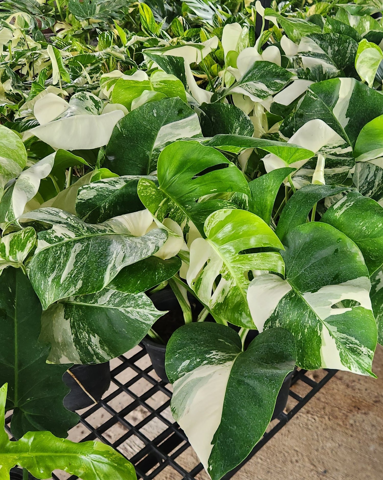 All Wholesale Plants