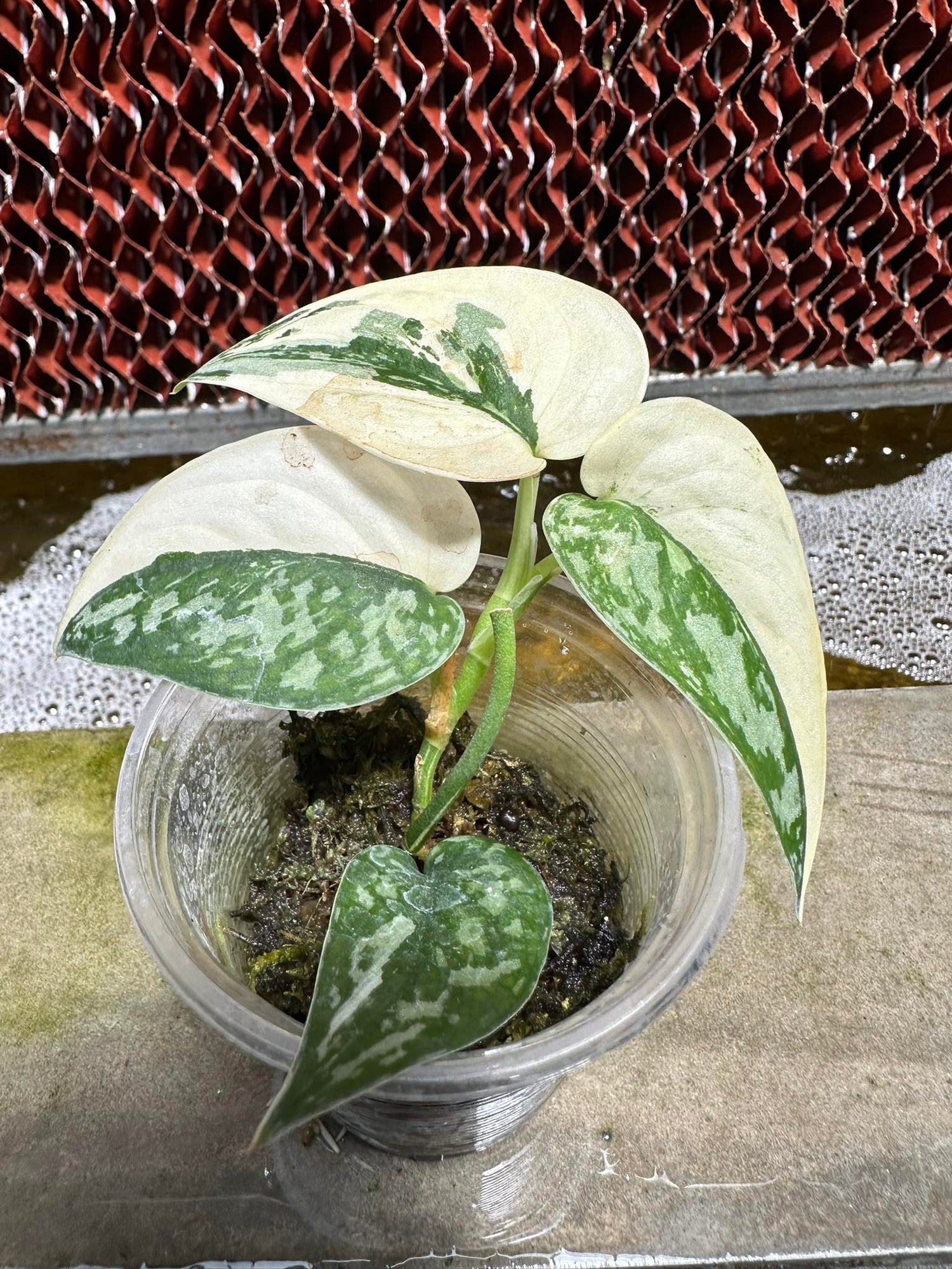 Scindapsus
