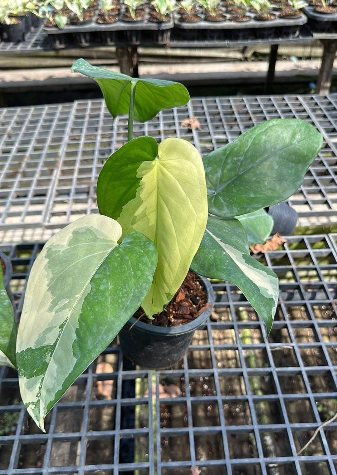 Syngonium