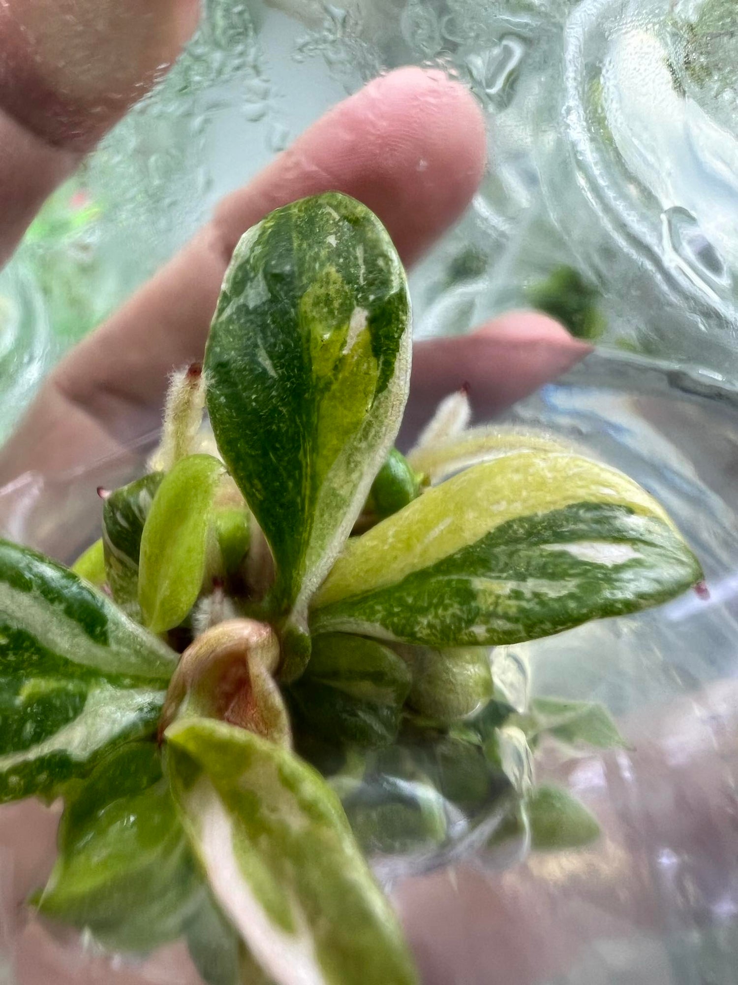 Tissue Culture