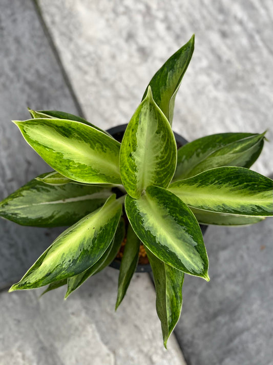 Alt text: Aglaonema Chonsilvergold in a pot, featuring a close-up of its vibrant green leaves.