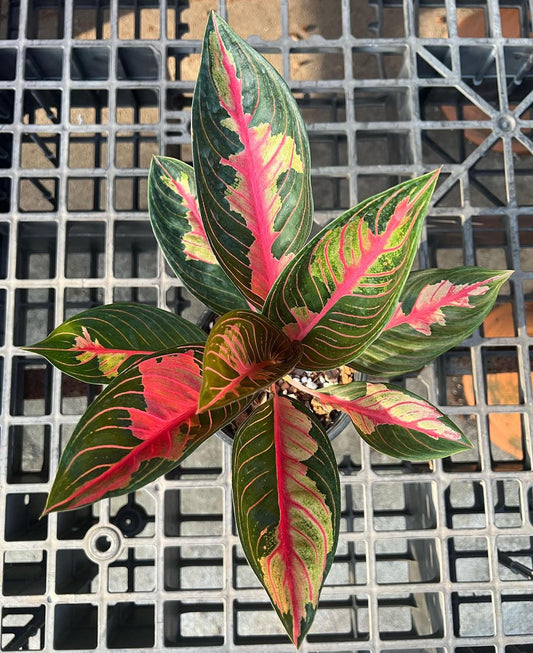 Alt text: Close-up of Aglaonema Crowns of Siam, showcasing its distinctive leafy pattern.