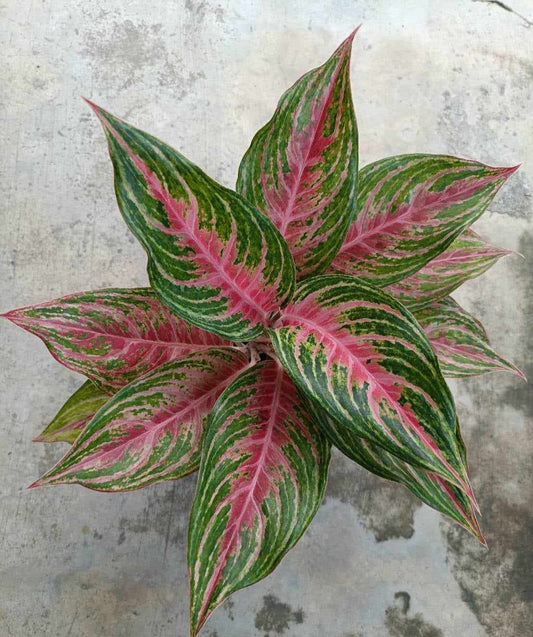 Close-up of Aglaonema Mahanakhon with vibrant green and pink leaves, showcasing its striking foliage and intricate leaf patterns.