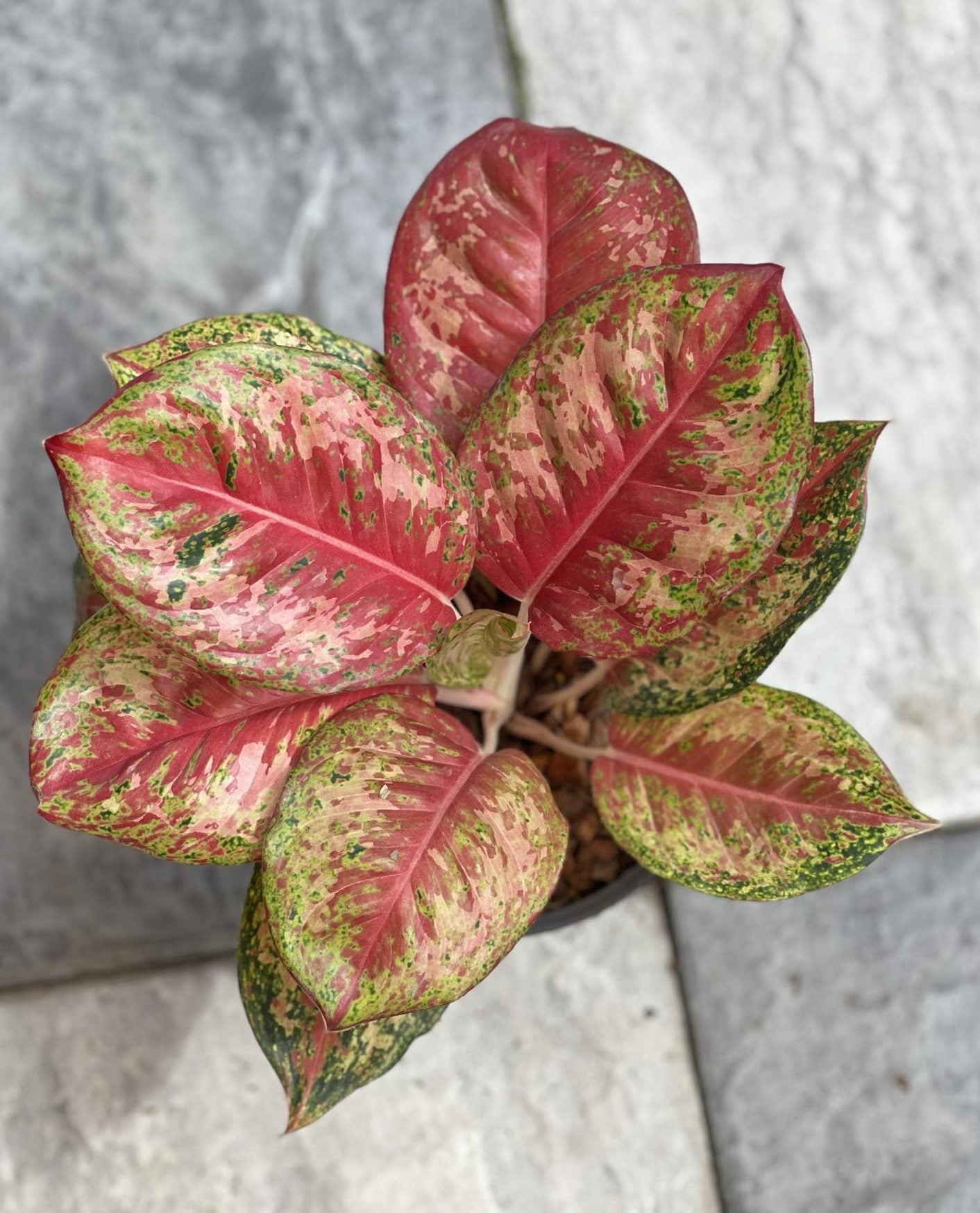 Aglaonema Platinum Karat in a pot, showcasing vibrant, patterned leaves. Ideal for low light, indoor environments, and easy to maintain.