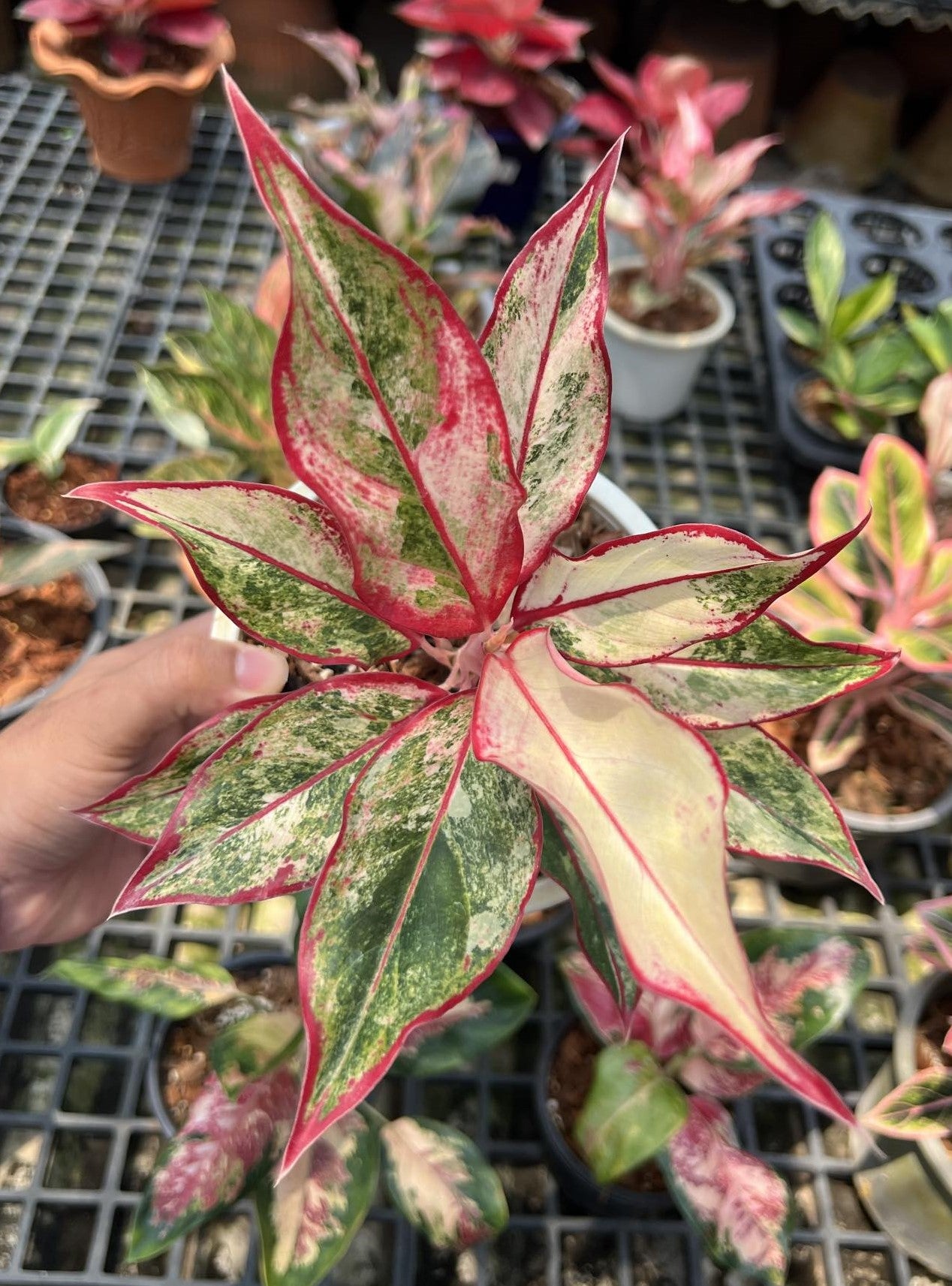 A hand holding an Aglaonema Siam Aurora Variegated plant, showcasing its vibrant foliage and varied leaf patterns.