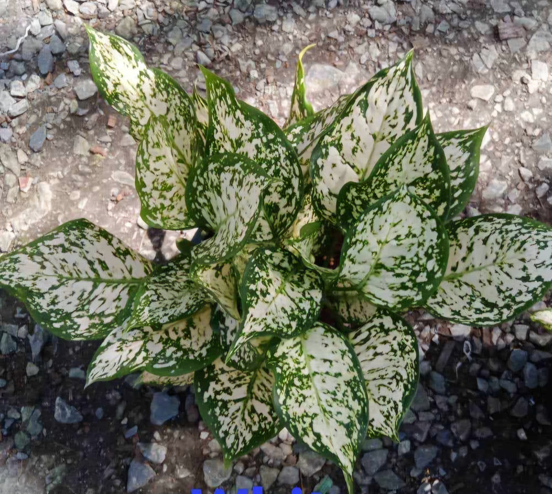 aglaonema dud unyamanee Aglaonema White Unyamanee – TerraFlora Global