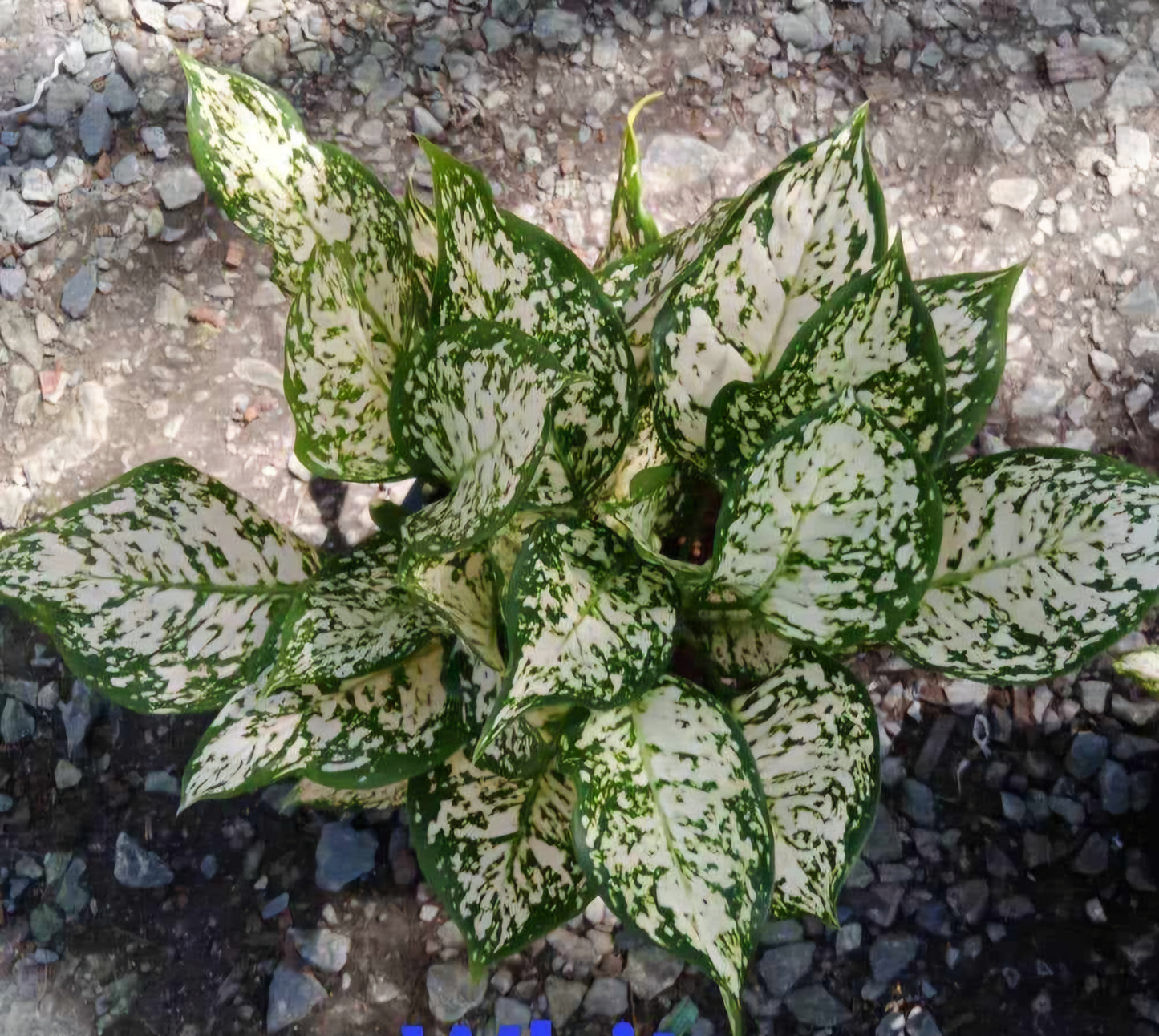 Aglaonema White Unyamanee, a close-up of its white and green leaves, showcasing the plant's vibrant foliage and detailed leaf patterns.