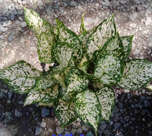 Aglaonema White Unyamanee, a close-up of its white and green leaves, showcasing the plant's vibrant foliage and detailed leaf patterns.
