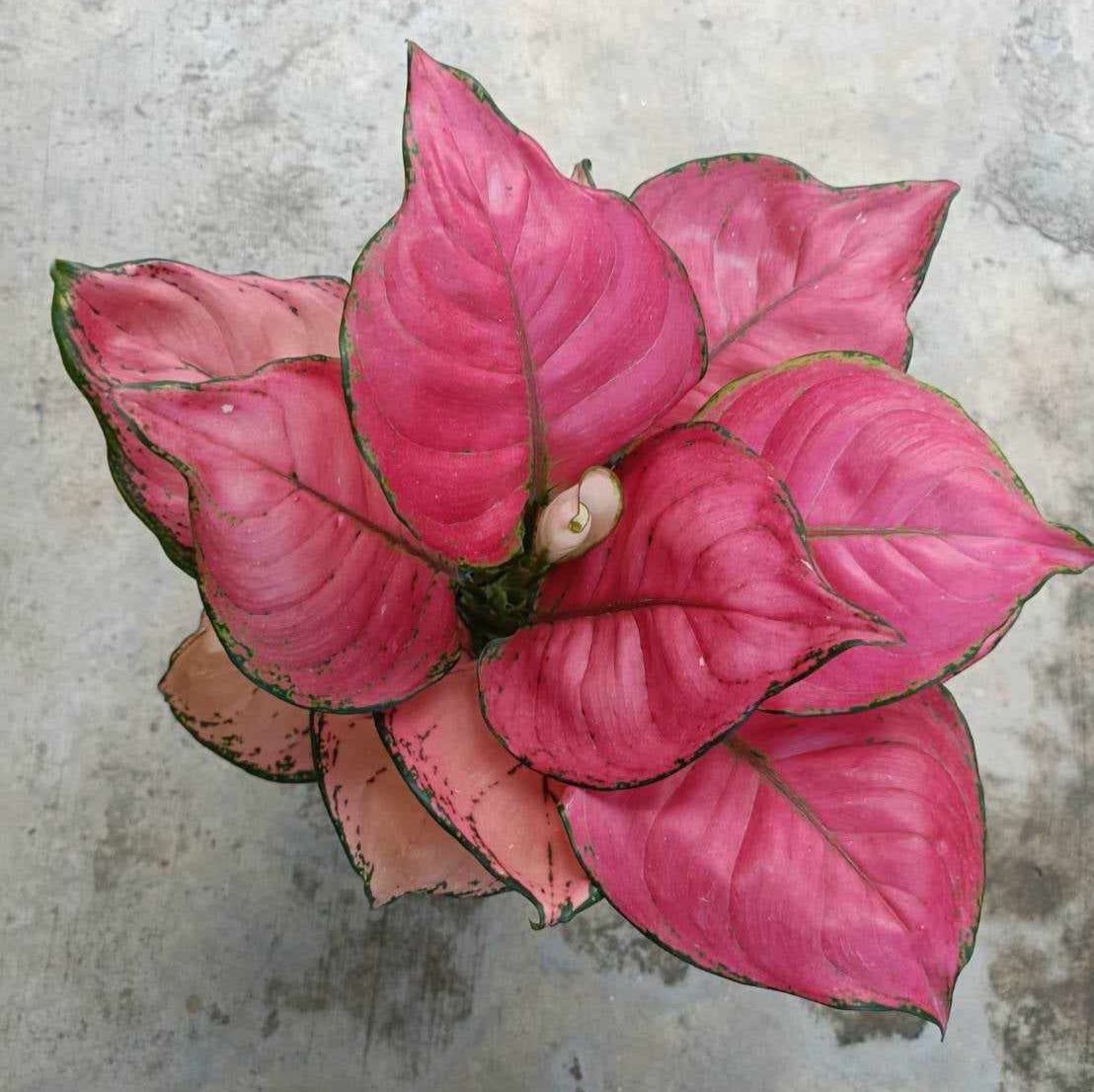 Aglaonema Cotton Candy, showcasing vibrant pink and green leaves, displayed in a representative photo to indicate the typical size of the plant you will receive.