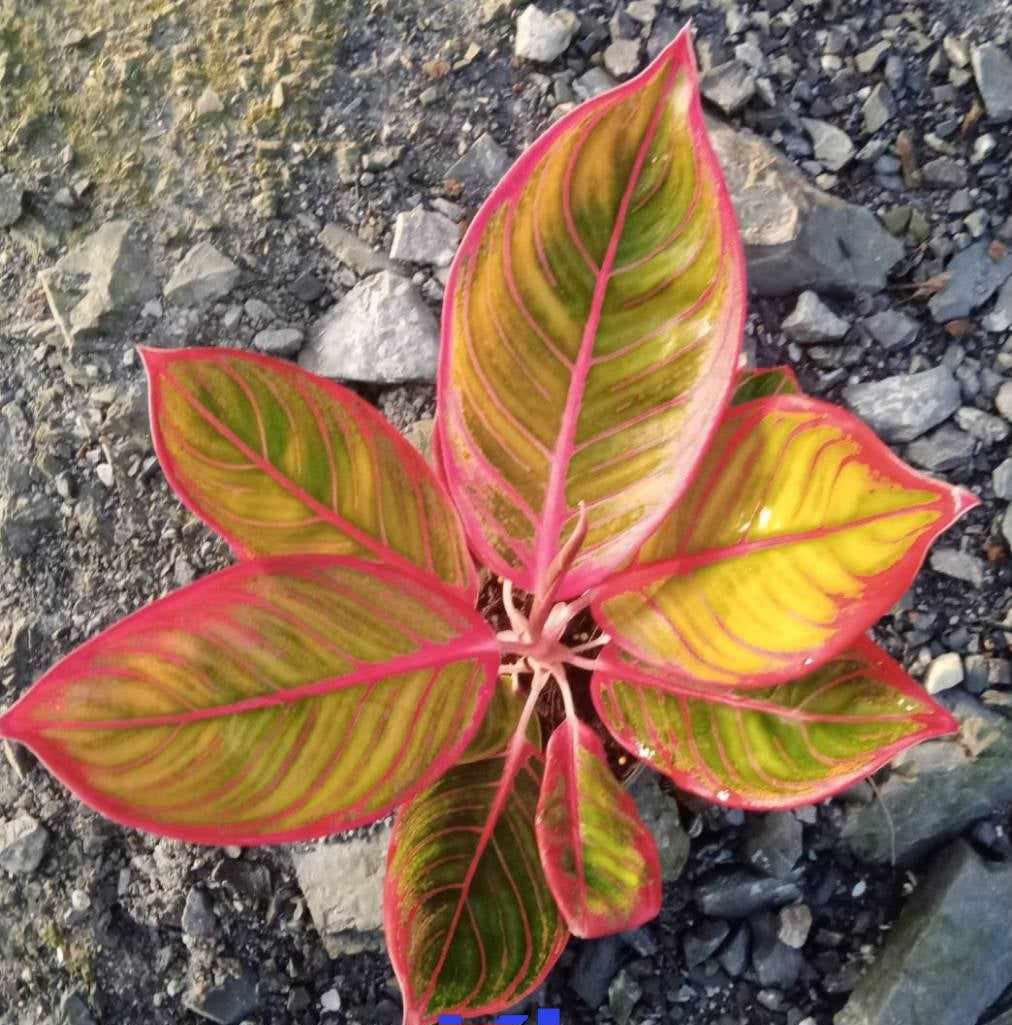 Close-up of the Aglaonema Khanza plant's vibrant, leafy foliage, showcasing its intricate patterns and versatile indoor appeal.