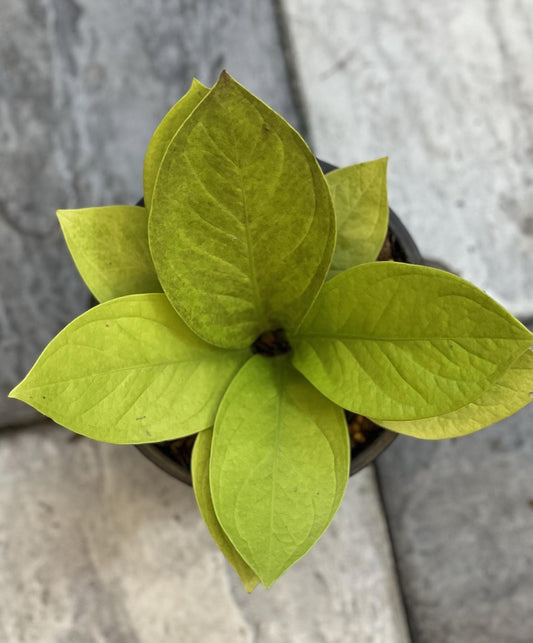 Aglaonema King of King 5 in a pot, showcasing its lush, vibrant foliage with detailed leaf patterns, ideal for indoor spaces.