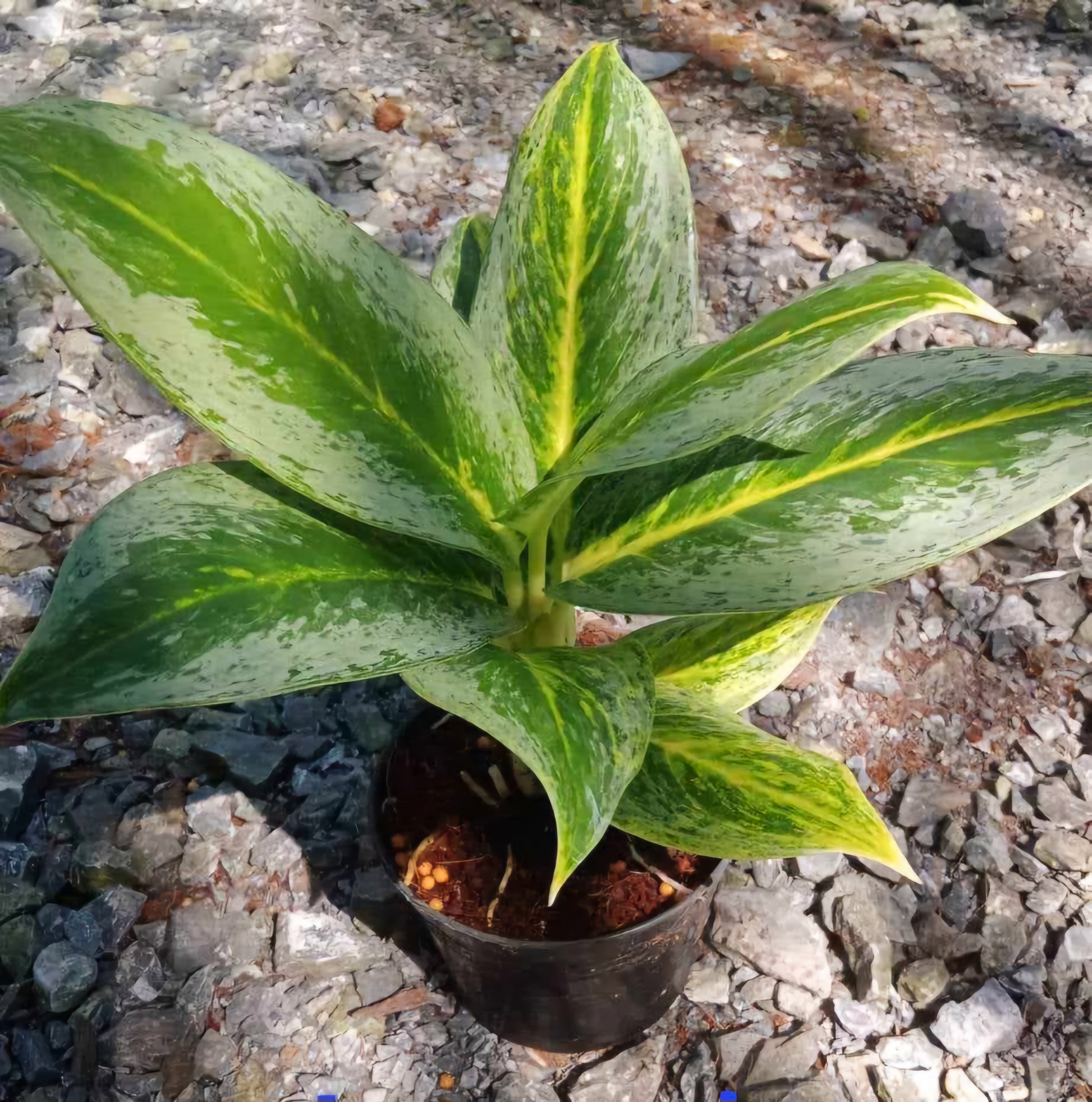 Aglaonema Lemon Honey in a pot, showcasing vibrant foliage, ideal for low to moderate light conditions in indoor spaces such as offices and hotels.