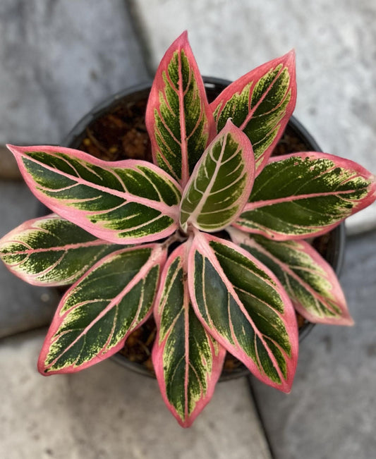 A vibrant Aglaonema Lotus Delight in a pot, showcasing its lush, colorful foliage ideal for indoor spaces.