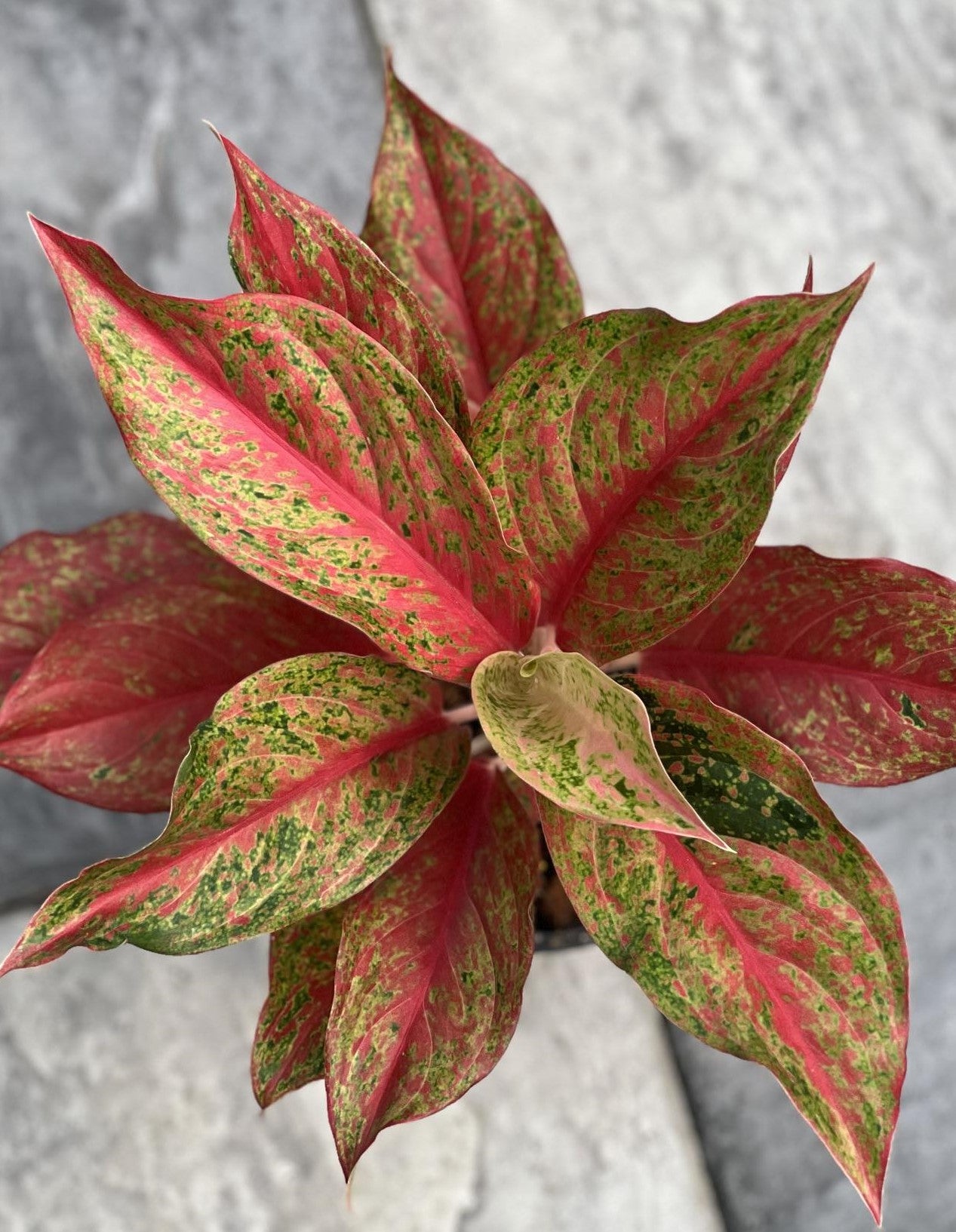 Close-up of Aglaonema Red Moon's vibrant foliage, showcasing its striking leaf patterns and textures. Representative example of the plant's size.