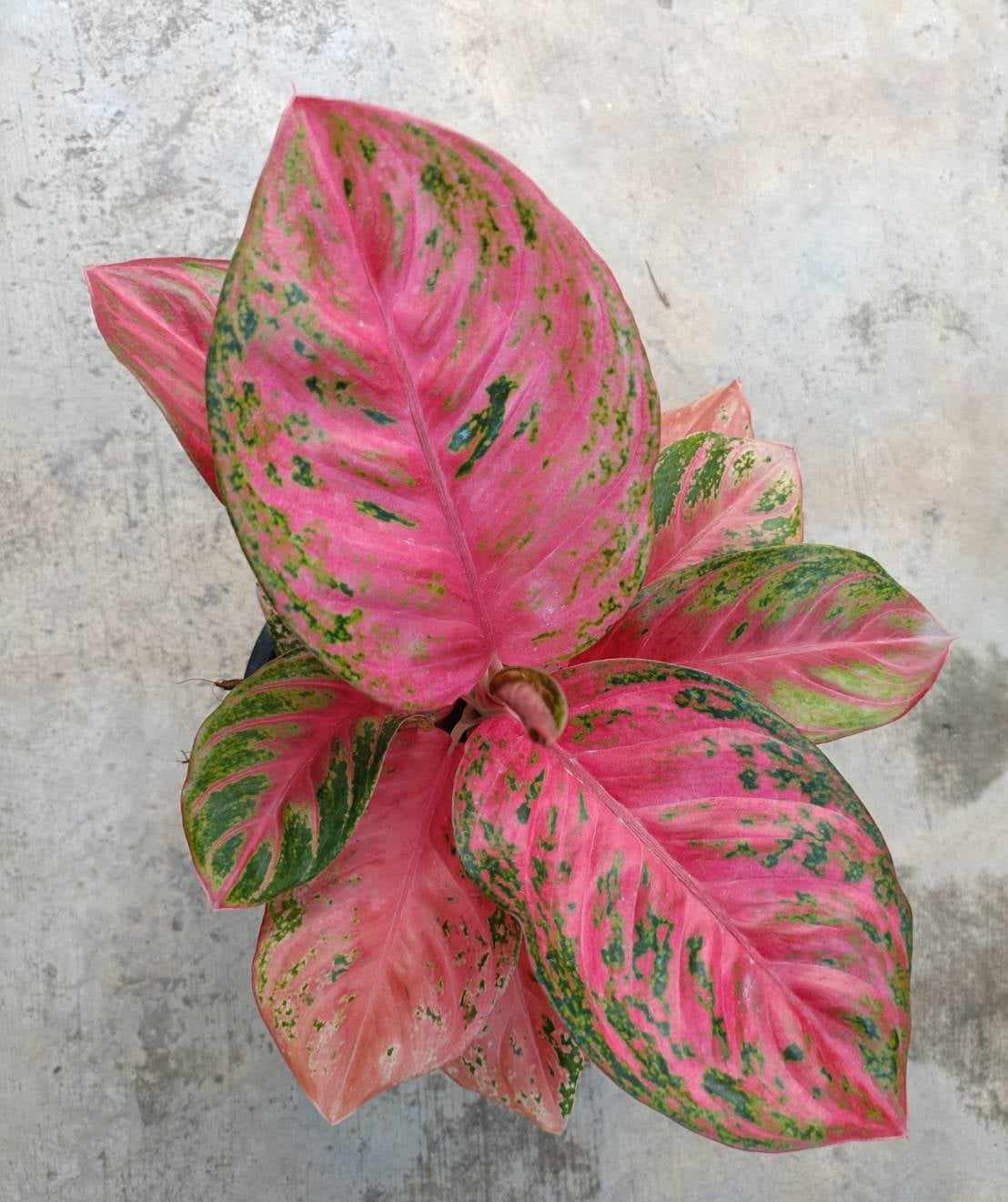 Close-up of the Aglaonema Sombat Siam showcasing its vibrant pink and green leaves, ideal for low to moderate light indoor settings.