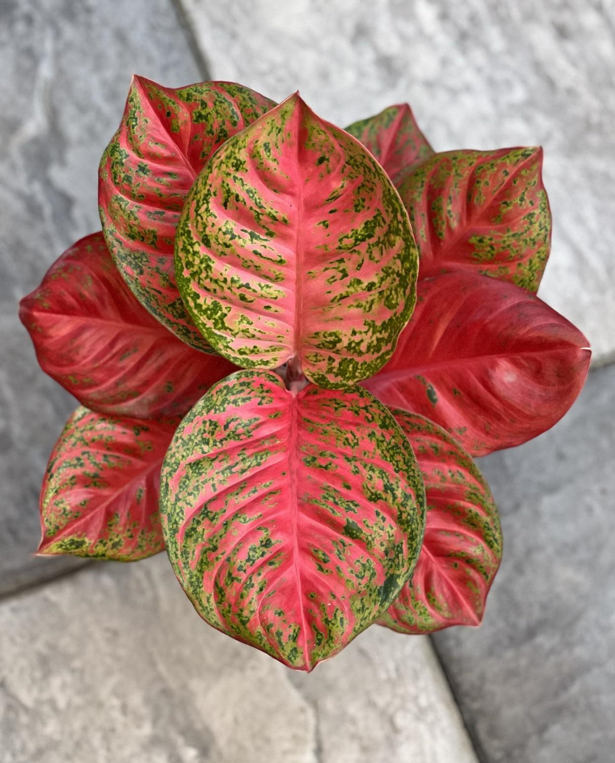 Close-up of Aglaonema Sombat Orange, showcasing its vibrant, patterned foliage. Ideal for indoor settings, it thrives in low to moderate light.