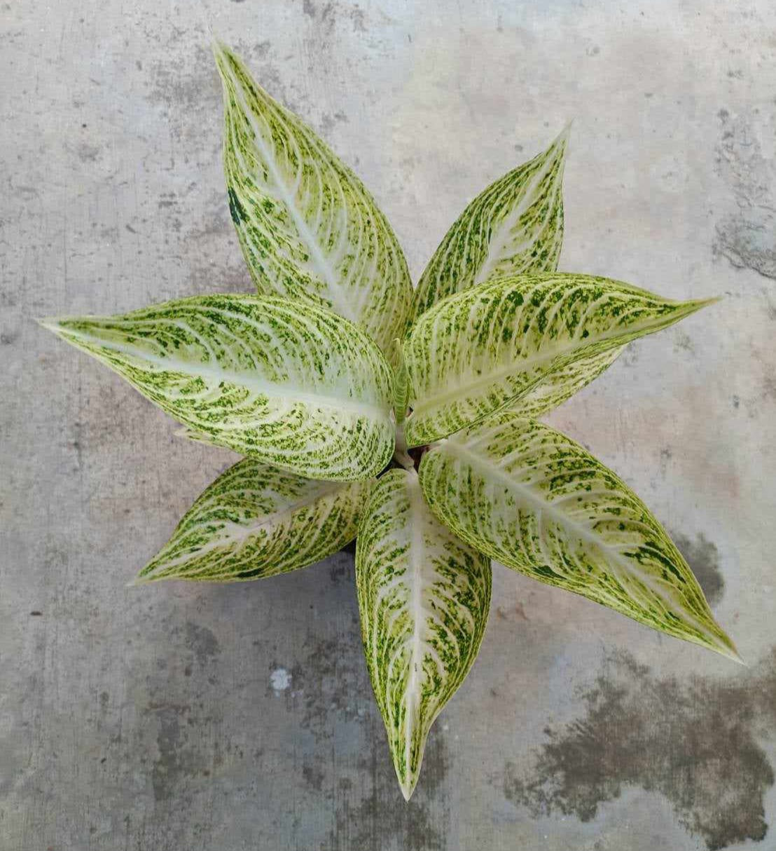 Close-up of Aglaonema White Legacy plant with vibrant foliage, ideal for low light indoor spaces.