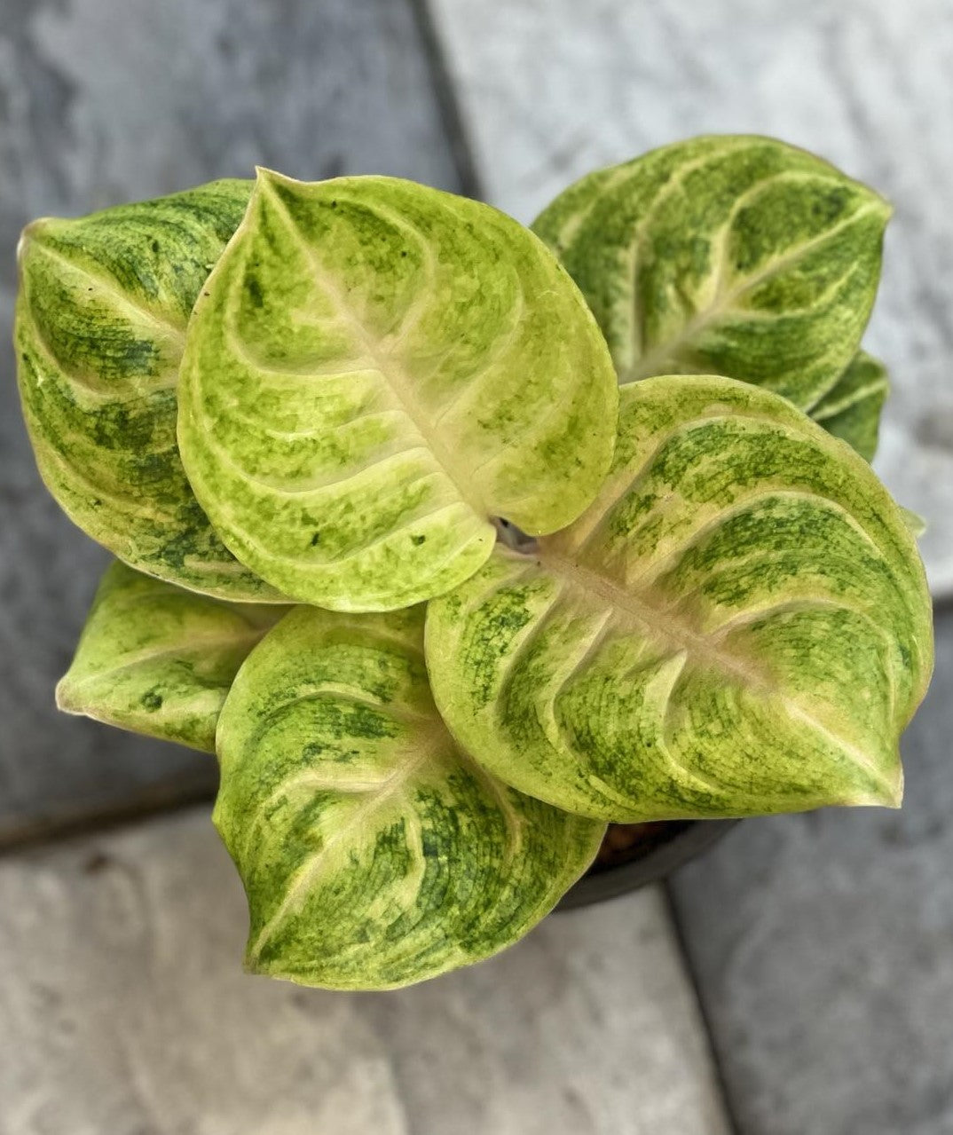 Close-up of Aglaonema Yellow Delight, showcasing its vibrant and patterned green leaves, ideal for indoor settings with low to moderate light.