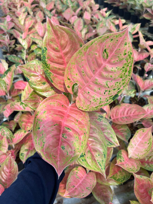 Aglaonema Authong close-up, showcasing variegated pink and green leaves, highlighting its rare and unique foliage for plant enthusiasts.
