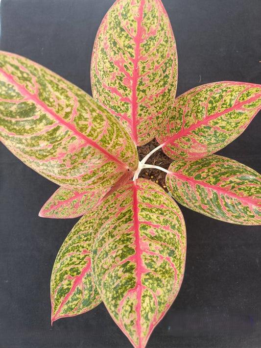 Aglaonema Diana plant featuring distinctive green and pink variegated leaves, showcasing a close-up of the leaf pattern.