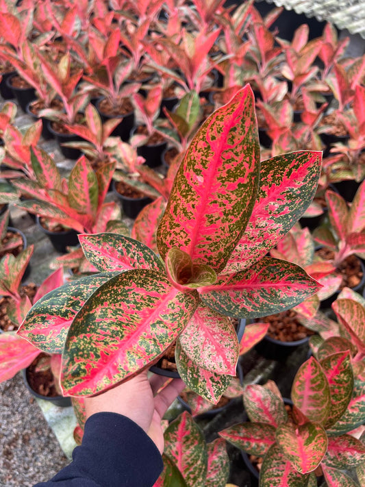 Hand holding Aglaonema Dollar plant, showcasing its distinct variegated leaves, ideal for collectors seeking rare aroids.