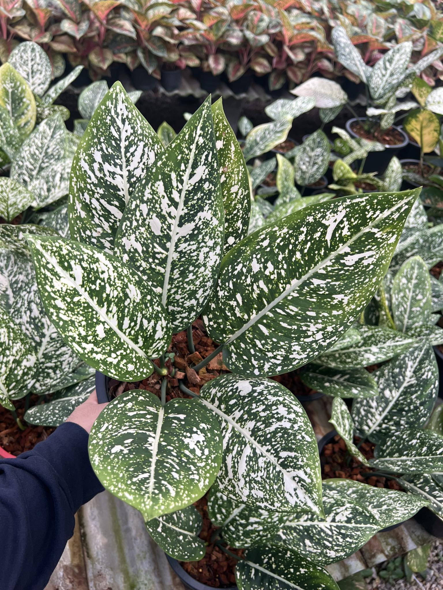 Hand holding a potted Aglaonema Moradok with white and green variegated leaves, showcasing its unique foliage. Ideal for rare aroid enthusiasts.