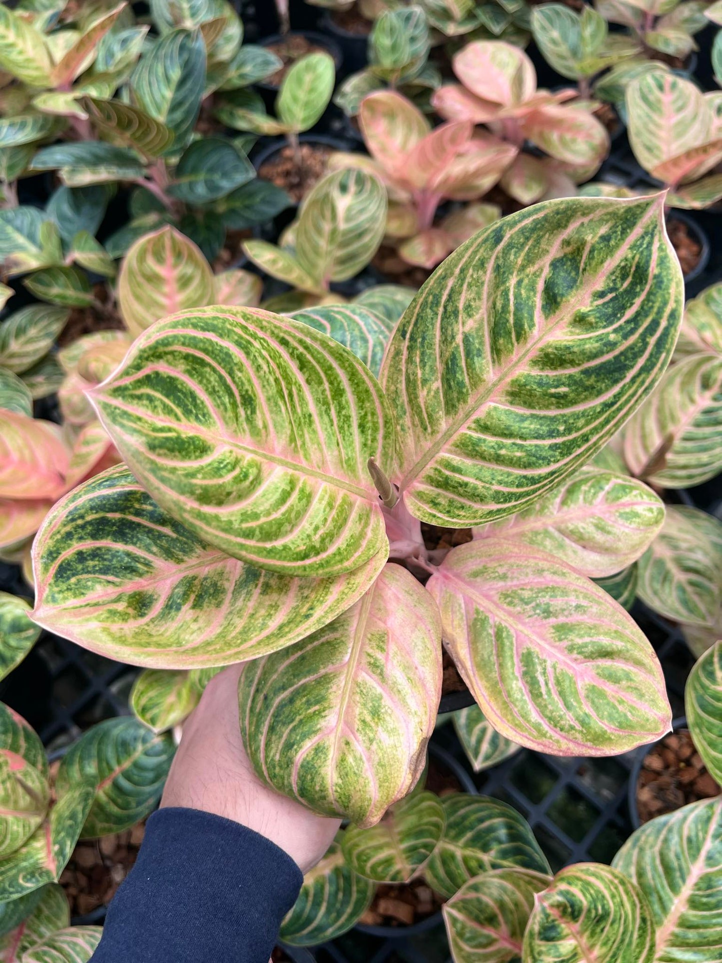 Hand holding an Aglaonema Siam Perfect plant with distinctive green and pink variegated leaves, highlighting its unique foliage pattern.