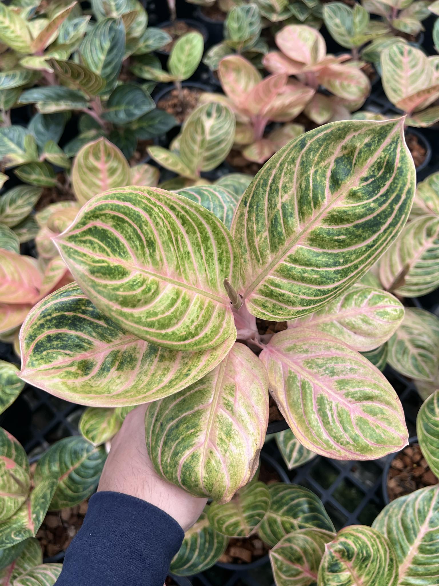 Hand holding an Aglaonema Siam Perfect plant with distinctive green and pink variegated leaves, highlighting its unique foliage pattern.