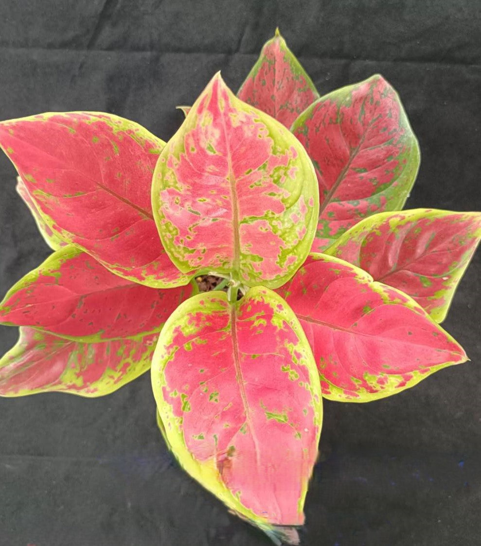 Close-up of an Aglaonema Black Maroon Mutation leaf, showcasing its unique variegated pattern. Part of a rare, variegated aroids collection.