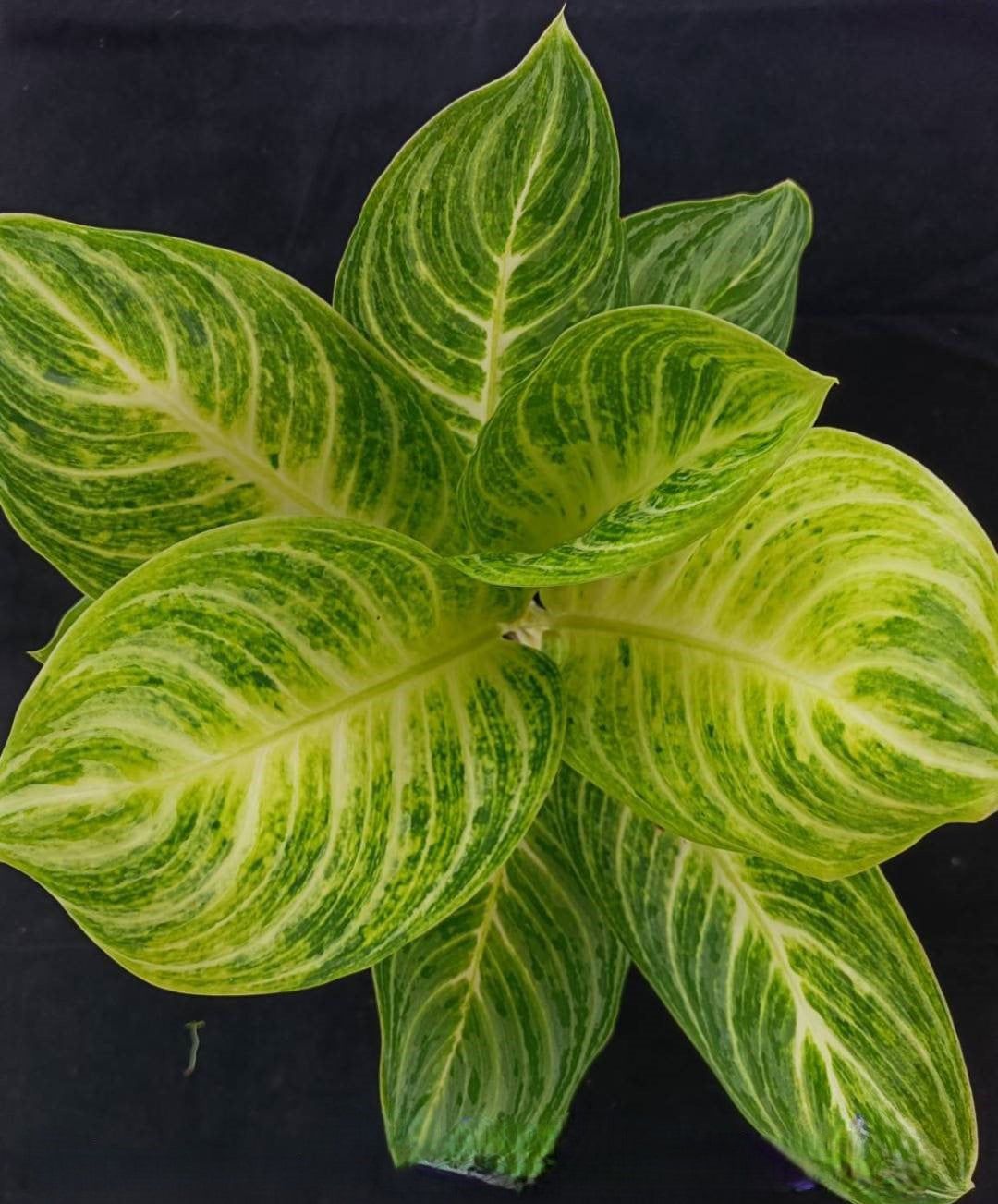 Close-up of an Aglaonema Lemonade, showcasing its distinctive variegated green and white leaves, perfect for rare plant enthusiasts seeking unique aroid varieties.