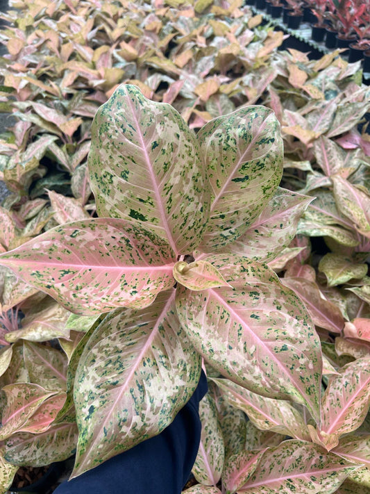 Close-up of an Aglaonema Orange Goodstar leaf, showcasing its unique variegated pattern, ideal for collectors of rare aroids.