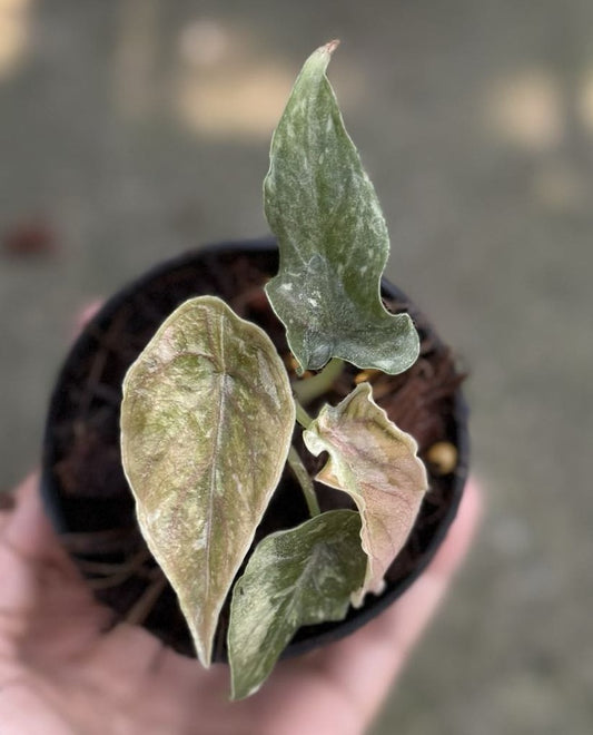 Alocasia Azlanii Variegated
