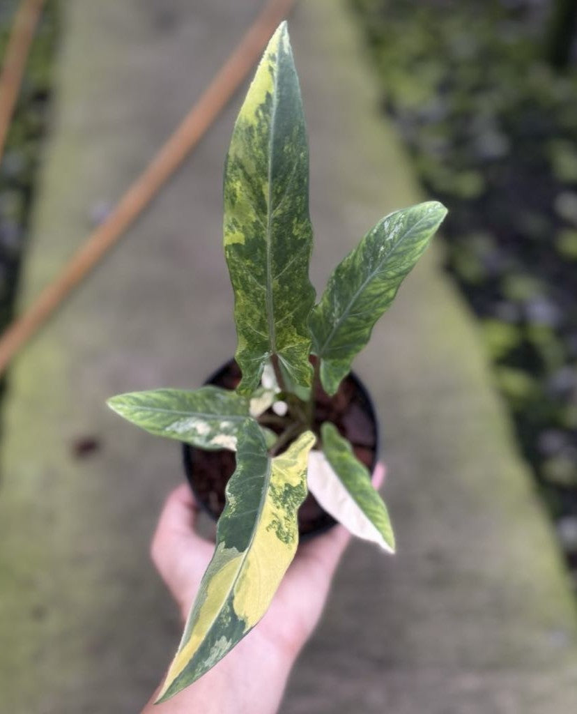 Alocasia Lauterbachiana Variegated
