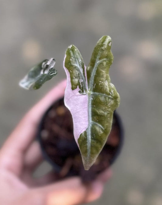 Alocasia Pink Nobilis