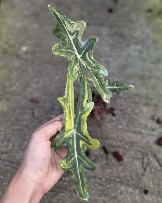 Alocasia Portei Variegated