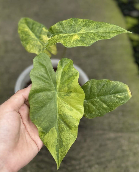 Alocasia Portodora Variegated with upright growth, arrow-shaped leaves, yellow variegation, and rippled edges, supported by thick petioles for a striking appearance.