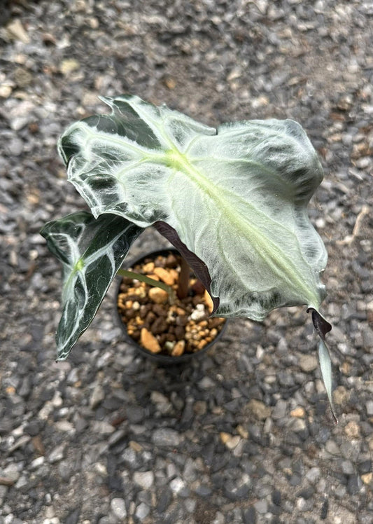 Close-up of Alocasia Venom plant showcasing its large, dramatic leaf. Ideal for indoor environments, thriving in bright, indirect light and high humidity.
