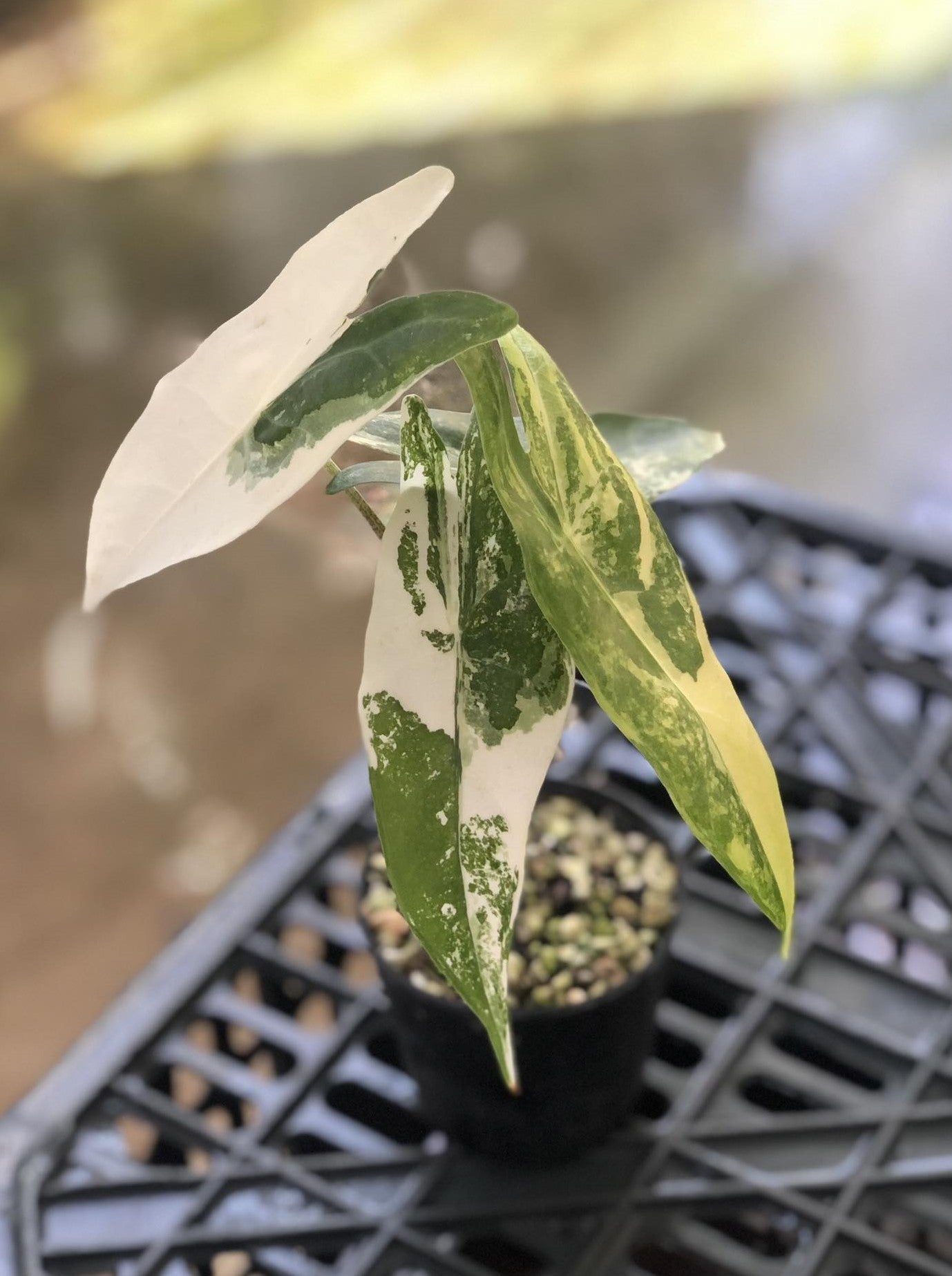 Alocasia Longiloba Albo Variegated plant in a pot with large, dramatic leaves, perfect for indoor environments. Adds a sophisticated touch to any space.