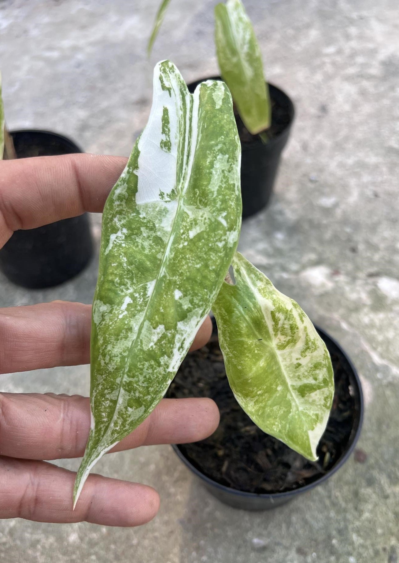 Hand holding an Alocasia Longiloba Albo Variegated leaf, showcasing its distinctive green and white variegation.