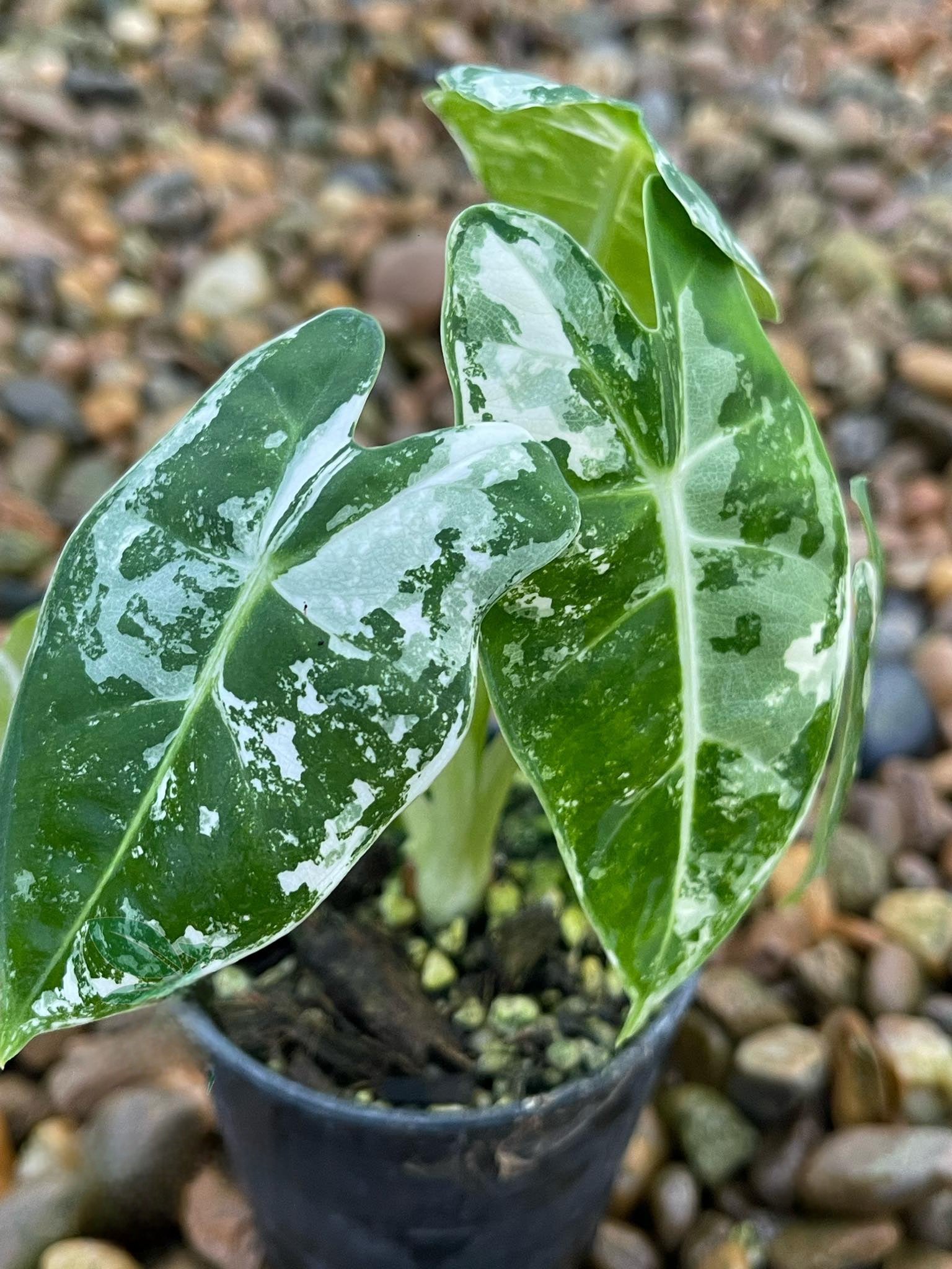 Close-up of an Alocasia Frydeck Albo Variegated plant, showcasing its large, dramatic leaves with intricate variegation, highlighting its exotic appeal and suitability for indoor environments.