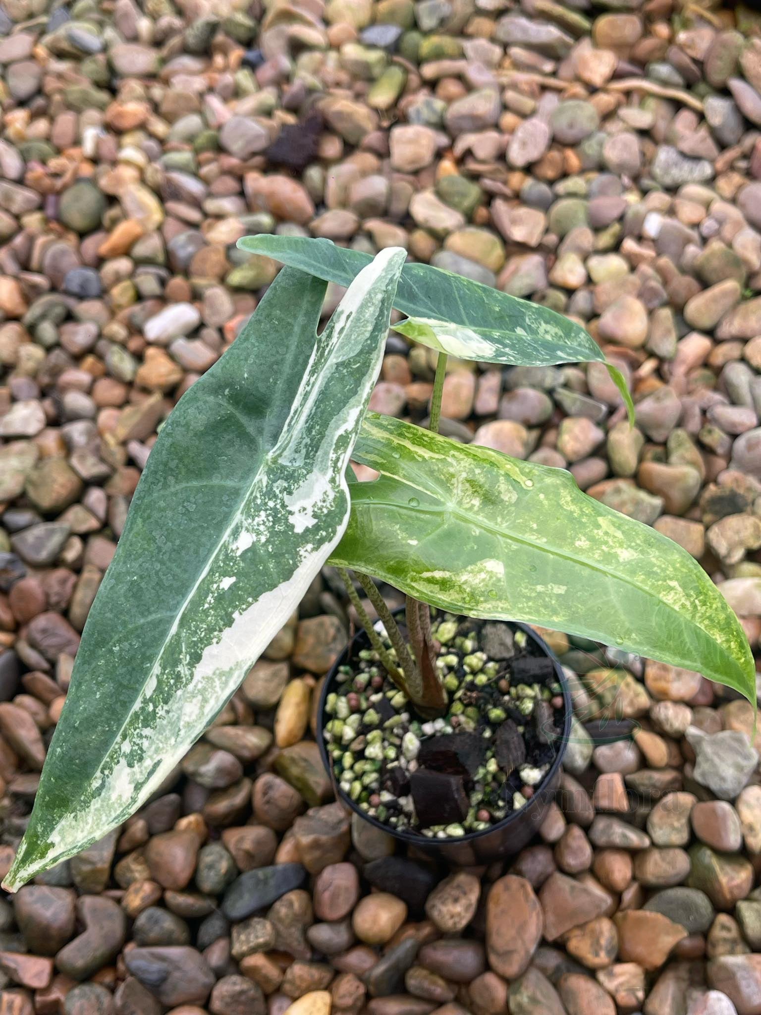 Alocasia Longiloba Albo Variegated plant in a pot, placed on rocks, showcasing its large, dramatic leaves. Ideal for indoor settings with bright, indirect light.