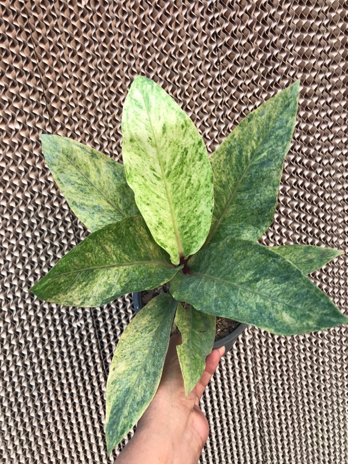 A hand holding an Anthurium Renaissance Variegated (Birdsnest) potted plant with distinctive, varied foliage.
