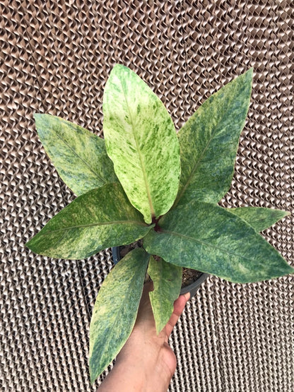 A hand holding an Anthurium Renaissance Variegated (Birdsnest) potted plant with distinctive, varied foliage.