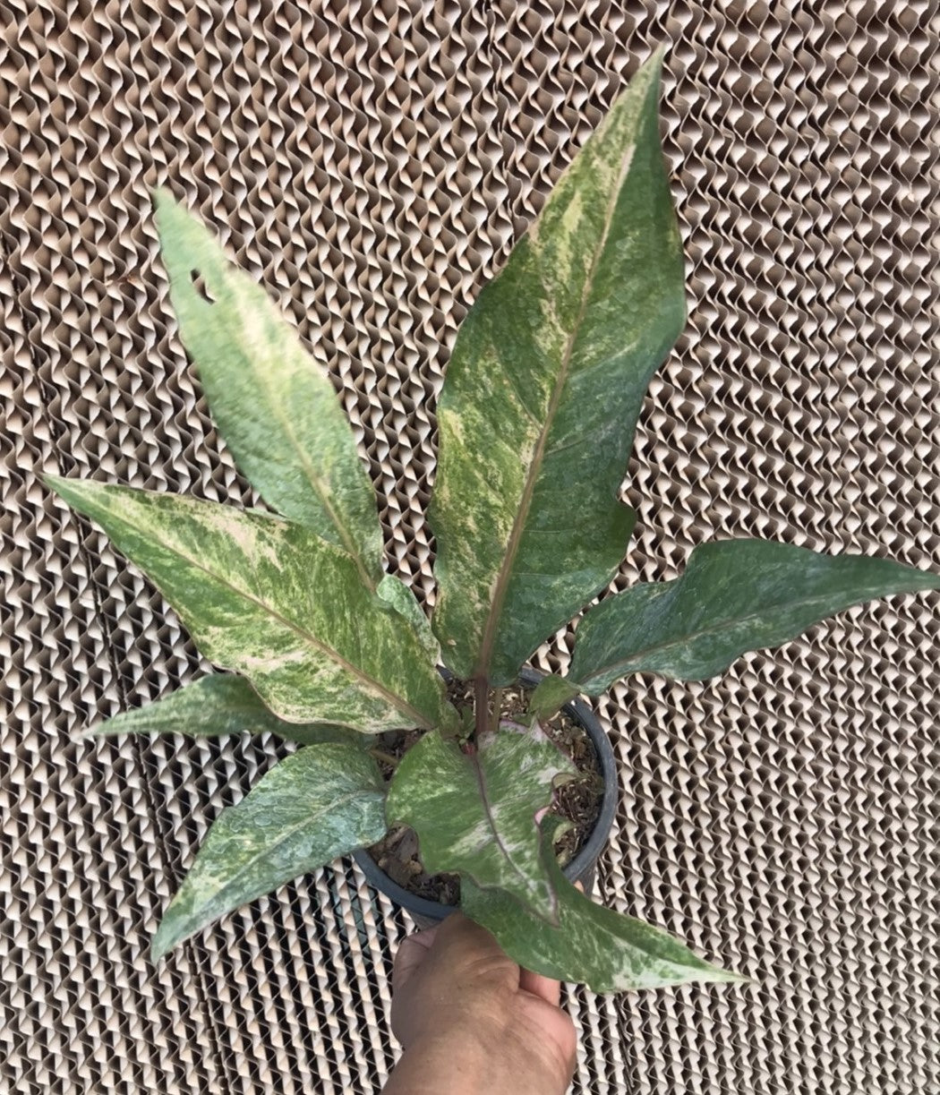 A hand holding an Anthurium Renaissance Variegated (Birdsnest) potted plant, showcasing its unique, variegated leaves and intricate foliage.
