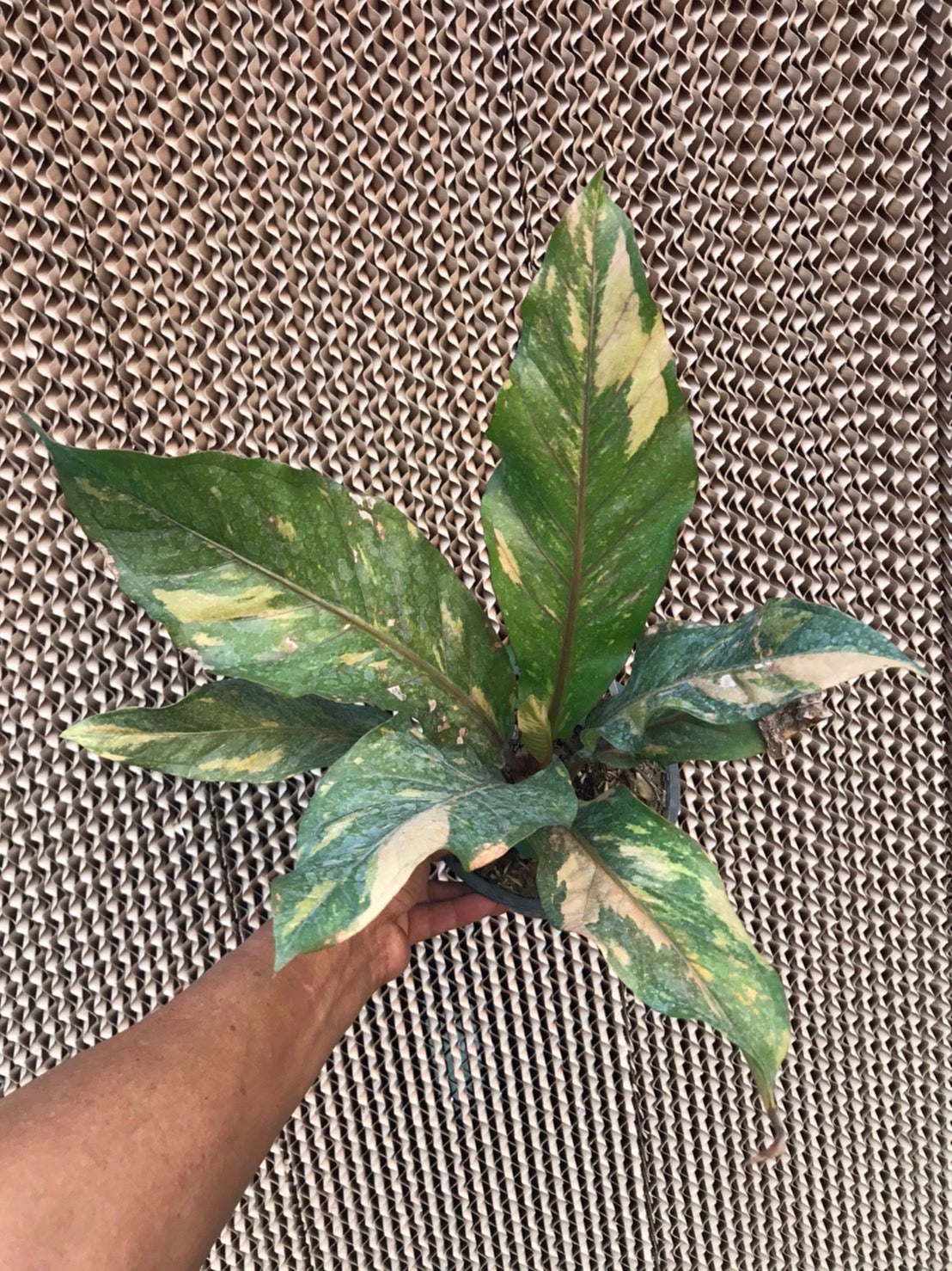 A hand holding an Anthurium Renaissance Variegated (Birdsnest) plant, highlighting its unique foliage and exotic appeal.