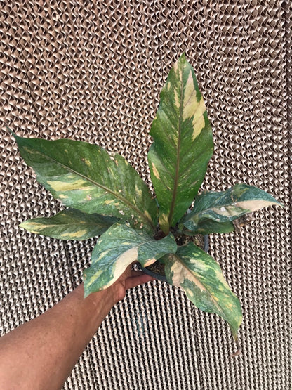 A hand holding an Anthurium Renaissance Variegated (Birdsnest) plant, highlighting its unique foliage and exotic appeal.