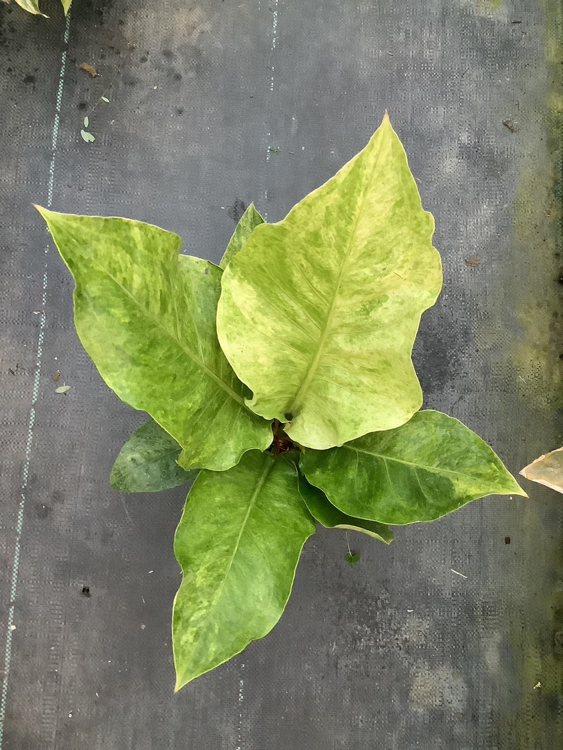 Anthurium Renaissance Variegated (Birdsnest): Close-up of large, uniquely shaped green leaves, showcasing the plant’s exotic and collectible foliage. Perfect for indoor or shaded outdoor cultivation.