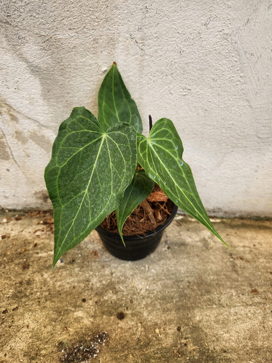 Anthurium Delta Force plant with triangular dark green leaves, showcasing prominent light-colored veining. Distinctive narrow leaf tips, derived from hybridization.