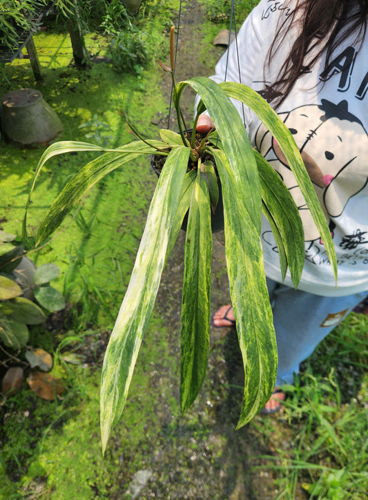 A person holding an Anthurium Vittarifolium Variegated plant, showcasing its unique leaves and inflorescence, ideal for indoor or shaded outdoor cultivation.