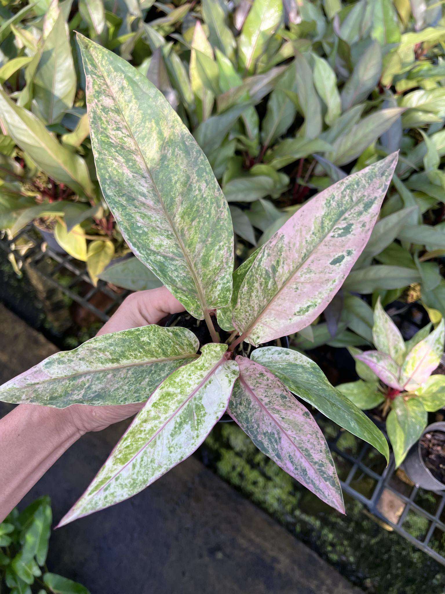 anthurium renaissance pink variegated Anthurium Renaissance Variegated (AKA Hookeri or Birdsnest) – TerraFlora Global